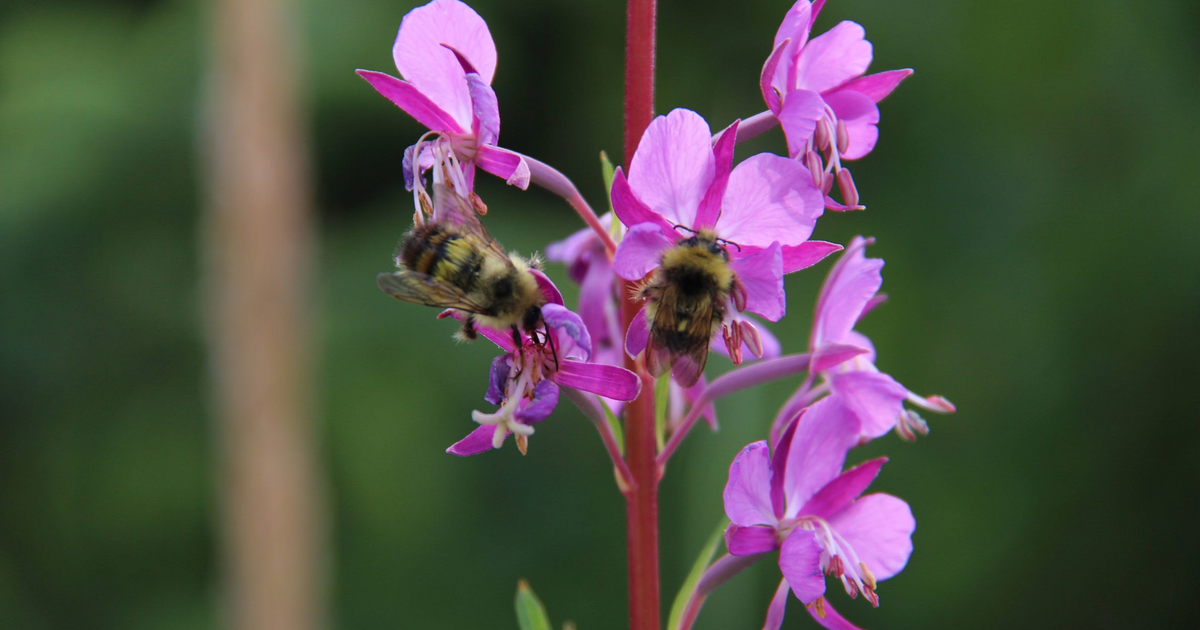 Icon for fedi.lawngno.me